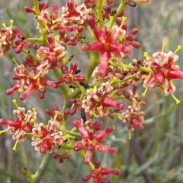 Stirlingia latifolia unspecified picture