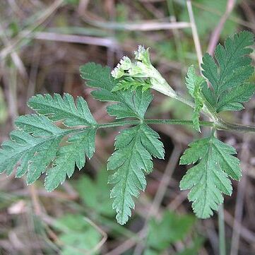 Torilis arvensis subsp. neglecta unspecified picture