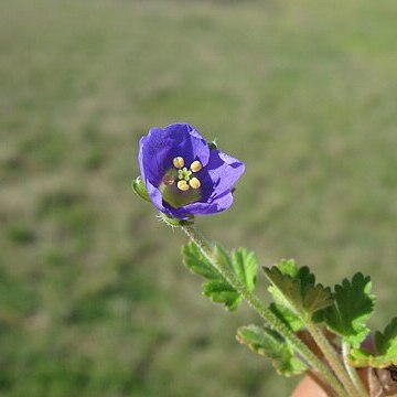 Erodium crinitum unspecified picture