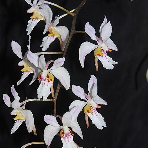 Holcoglossum singchianum unspecified picture