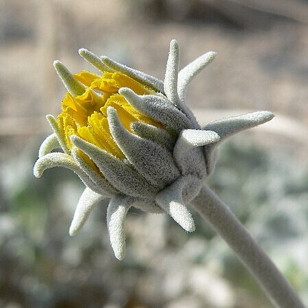 Enceliopsis nudicaulis unspecified picture