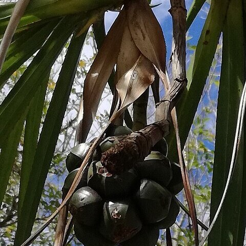 Pandanus tenuifolius unspecified picture