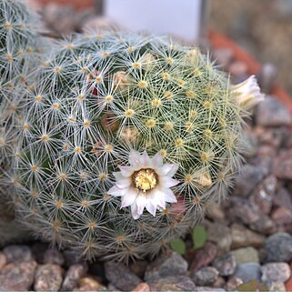 Mammillaria schiedeana subsp. giselae unspecified picture