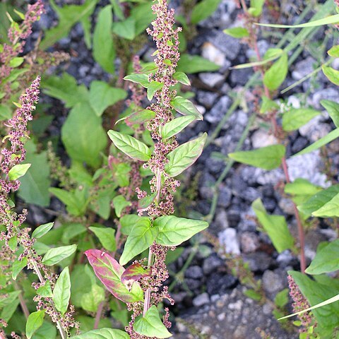 Chenopodium polyspermum unspecified picture