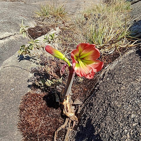 Hippeastrum morelianum unspecified picture