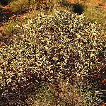 Solanum ellipticum unspecified picture