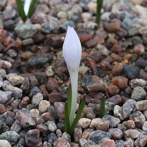 Colchicum asteranthum unspecified picture