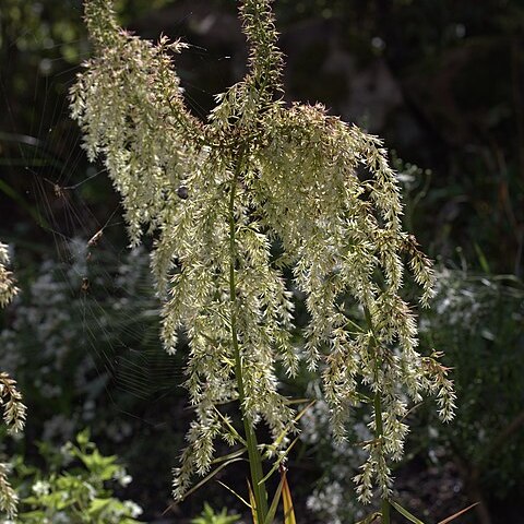 Stenanthium gramineum unspecified picture