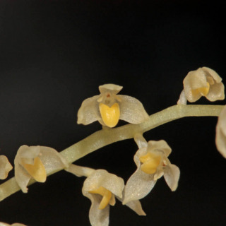 Bulbophyllum apodum unspecified picture