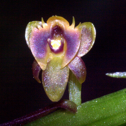 Crepidium dentatum subsp. dentatum unspecified picture