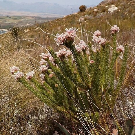 Sorocephalus lanatus unspecified picture