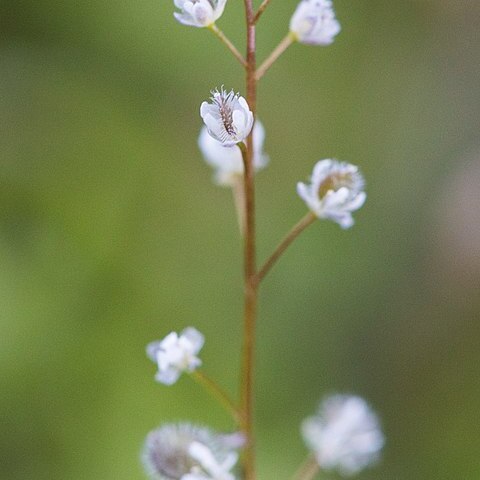 Athysanus pusillus unspecified picture