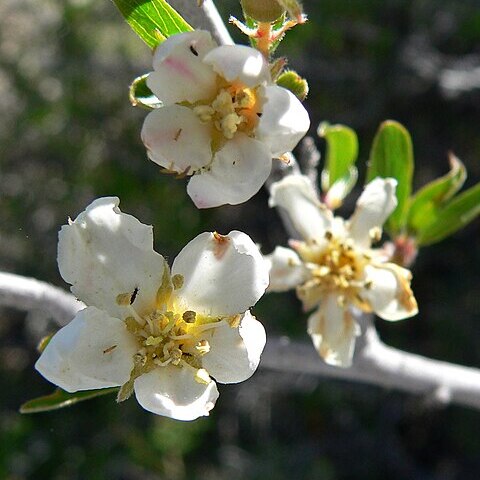 Peraphyllum ramosissimum unspecified picture