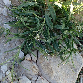 Neotorularia unspecified picture