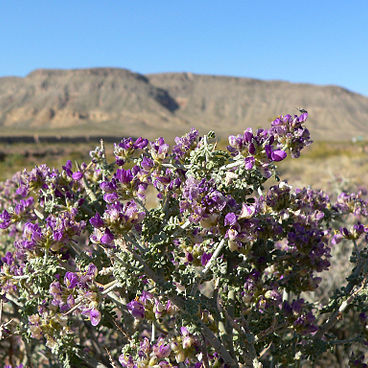 Psorothamnus polydenius unspecified picture