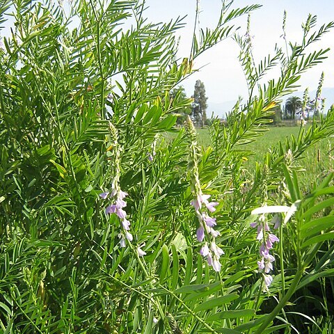 Astragalus berterianus unspecified picture