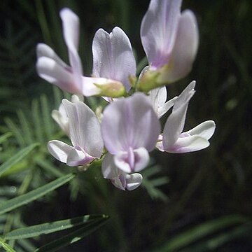 Astragalus sulcatus unspecified picture