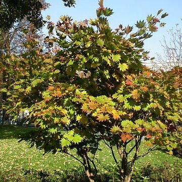 Acer shirasawanum unspecified picture