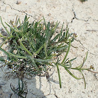 Neotorularia torulosa unspecified picture