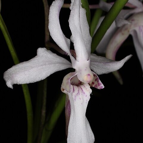 Holcoglossum lingulatum unspecified picture