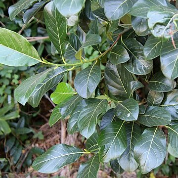 Artocarpus glaucus unspecified picture