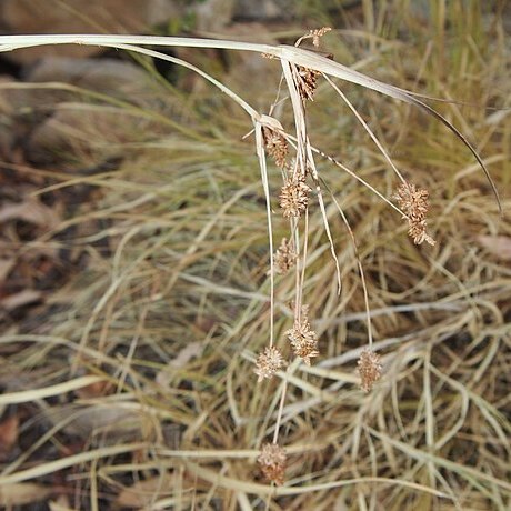 Cyperus conicus unspecified picture