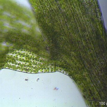 Bryum turbinatum unspecified picture