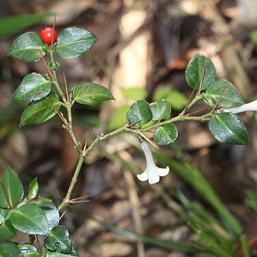 Damnacanthus indicus unspecified picture