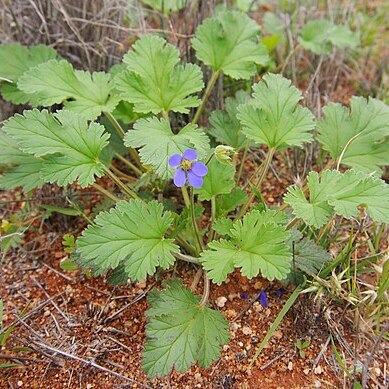 Erodium cygnorum unspecified picture