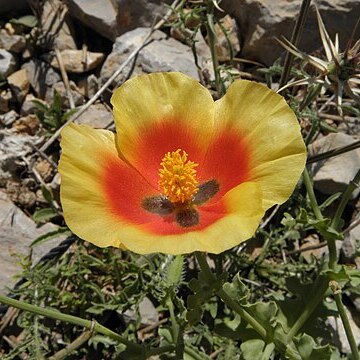 Glaucium oxylobum unspecified picture