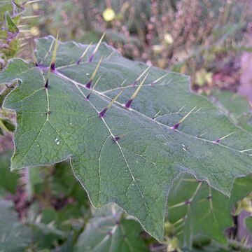 Solanum myriacanthum unspecified picture