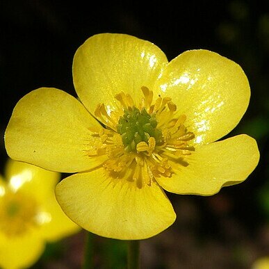 Ranunculus japonicus unspecified picture