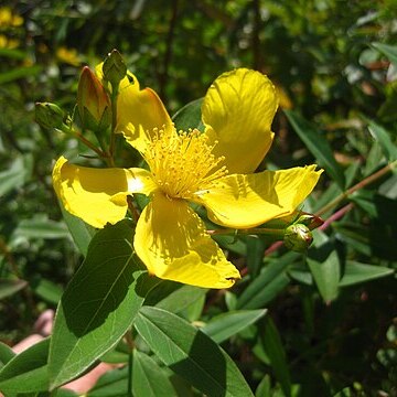 Hypericum roeperianum unspecified picture