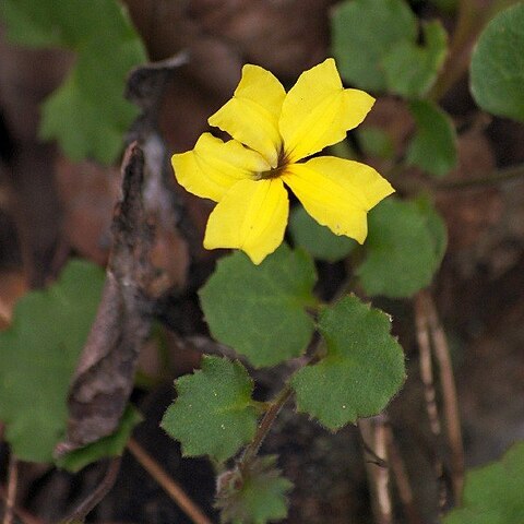 Goodenia rotundifolia unspecified picture