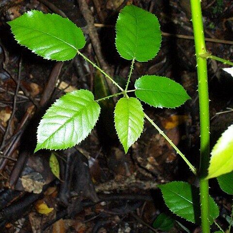 Rubus nebulosus unspecified picture