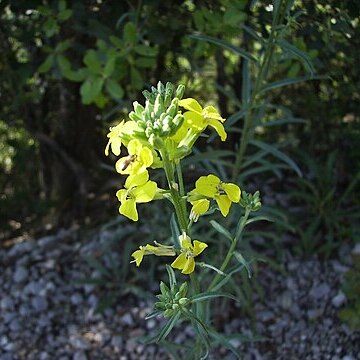 Erysimum grandiflorum unspecified picture