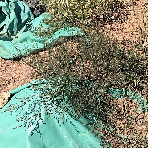 Polygonum ramosissimum unspecified picture