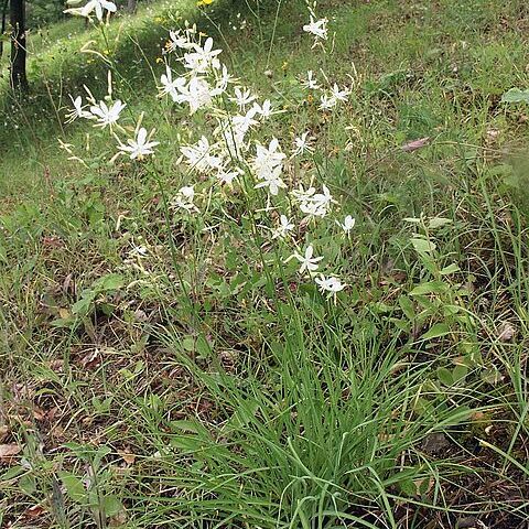 Anthericum unspecified picture