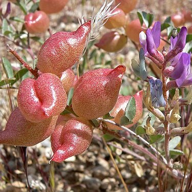 Astragalus lentiginosus unspecified picture