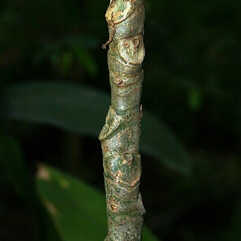 Anthurium caperatum unspecified picture