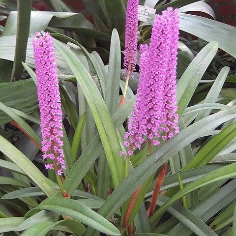 Arpophyllum giganteum unspecified picture