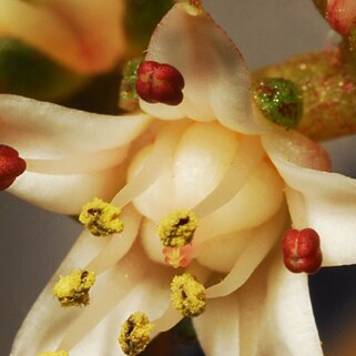 Sedum caducum unspecified picture