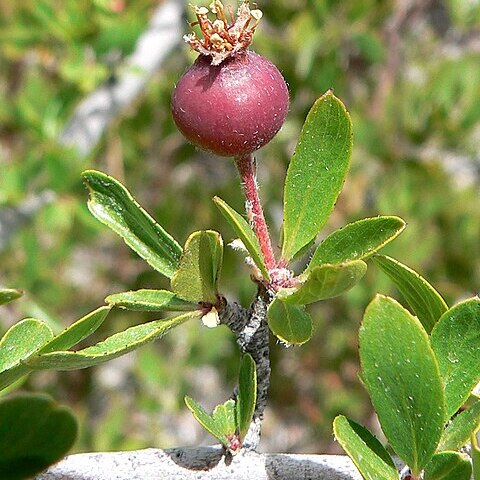 Peraphyllum unspecified picture