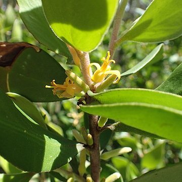 Persoonia cornifolia unspecified picture