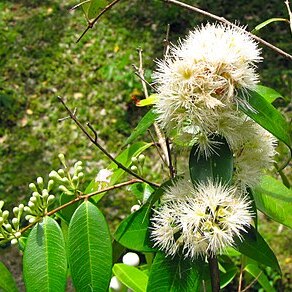 Syzygium zeylanicum unspecified picture