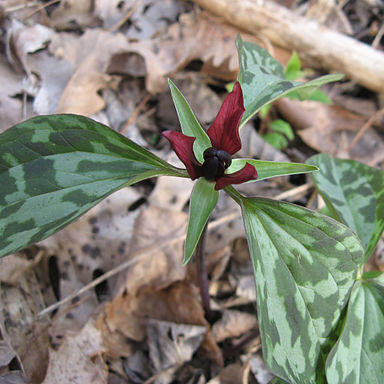 Trillium recurvatum unspecified picture