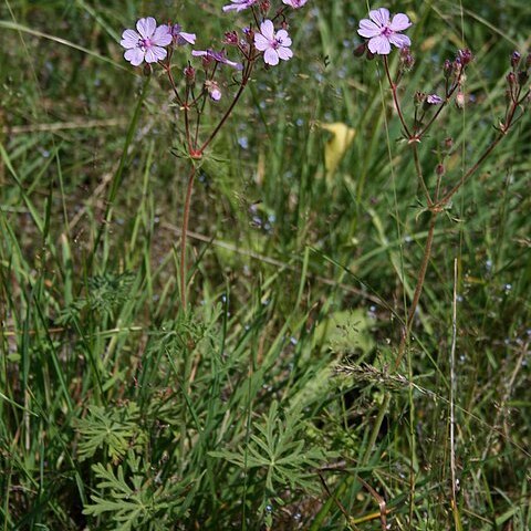 Geranium macrostylum unspecified picture