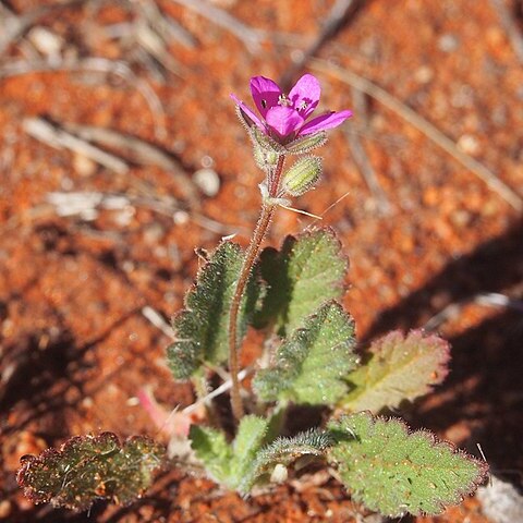 Erodium aureum unspecified picture