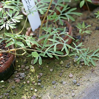 Corydalis magadanica unspecified picture