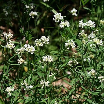 Dorycnium pentaphyllum subsp. germanicum unspecified picture